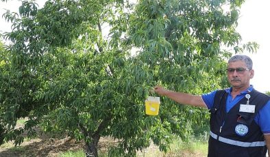 Narenciye İhracatına Büyükşehir Desteği