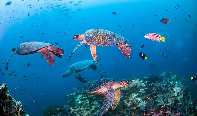 Novotel, WWF İle Okyanus Koruma Ortaklığını Duyurdu