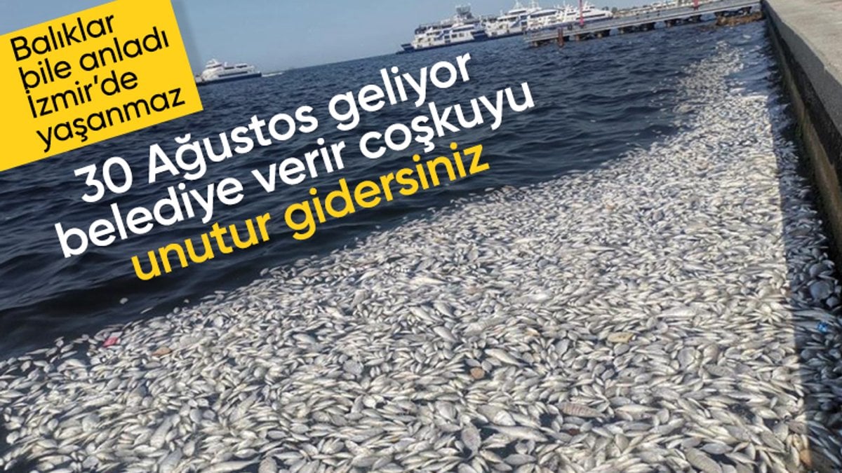 İzmir Körfezi’nde balık ölümleri: Felaketin boyutu artıyor